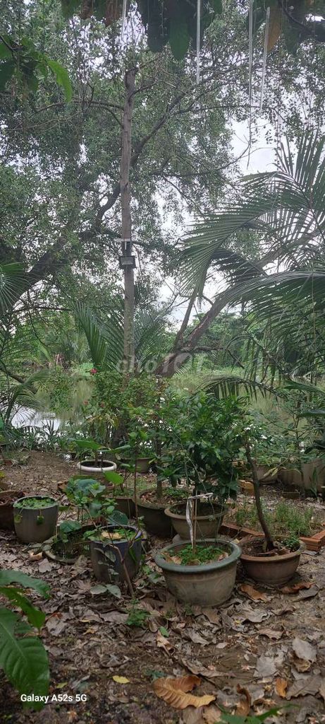 Sang quán cà phê sân vườn tại Bình Hưng, Bình Chánh
