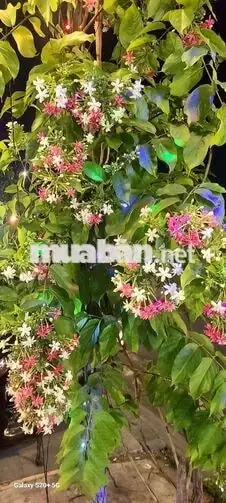 Sang quán nước ép và bánh mì giá 40 triệu. – ảnh 4
