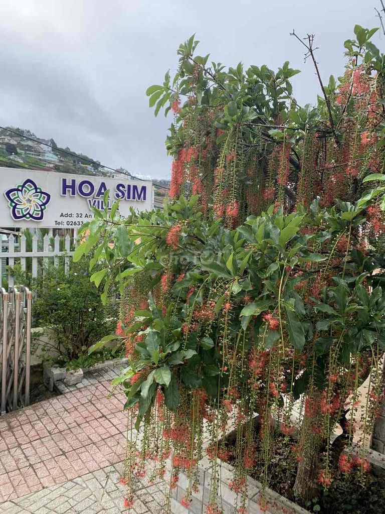 Sang nhượng đất và biệt thự Đà Lạt – ảnh 3
