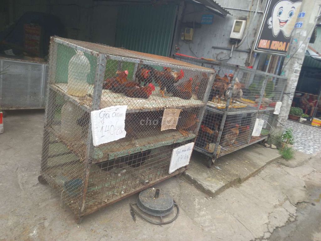 Cần sang quán bán gà thịt – ảnh 3